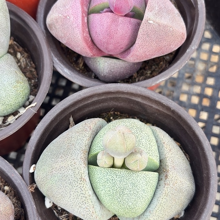 90大元宝满12.9包邮