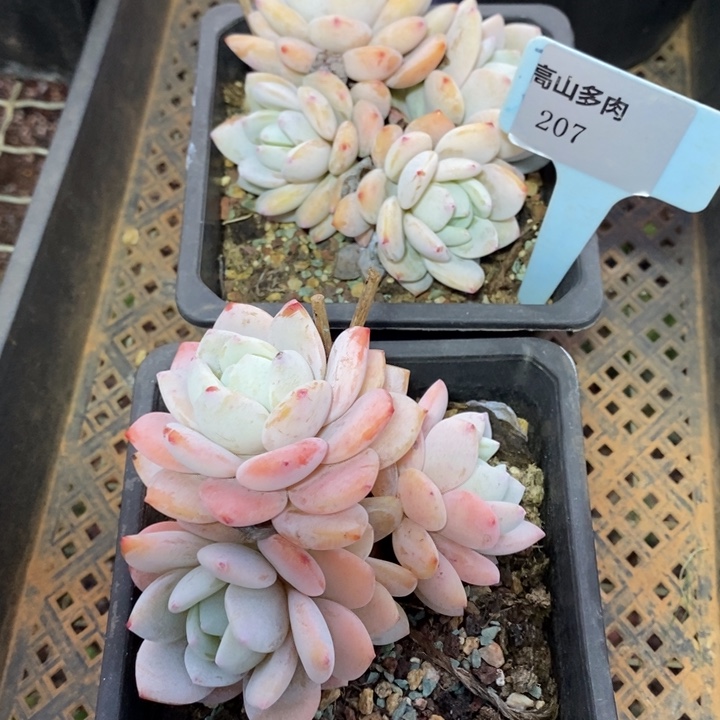 D207- 直播福利 冷香两颗