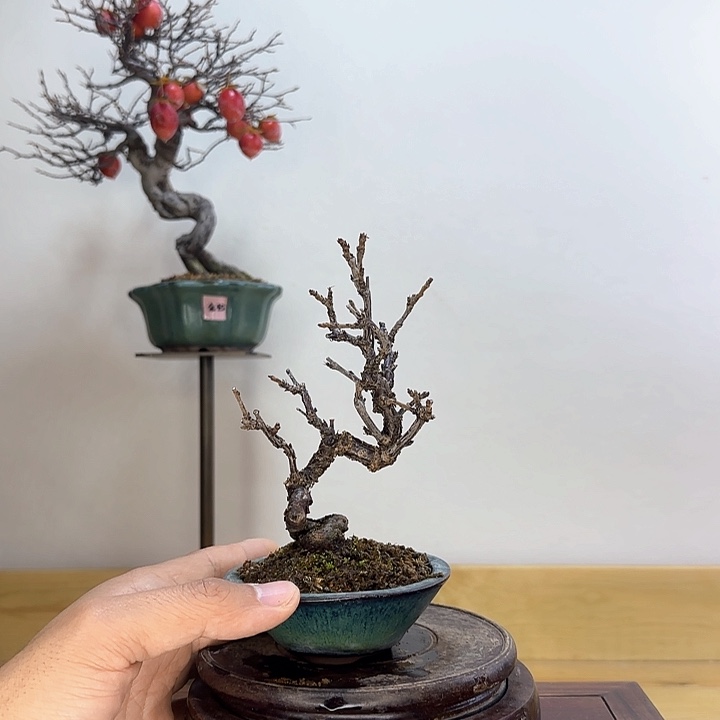 木本姬樱桃盆景盆栽