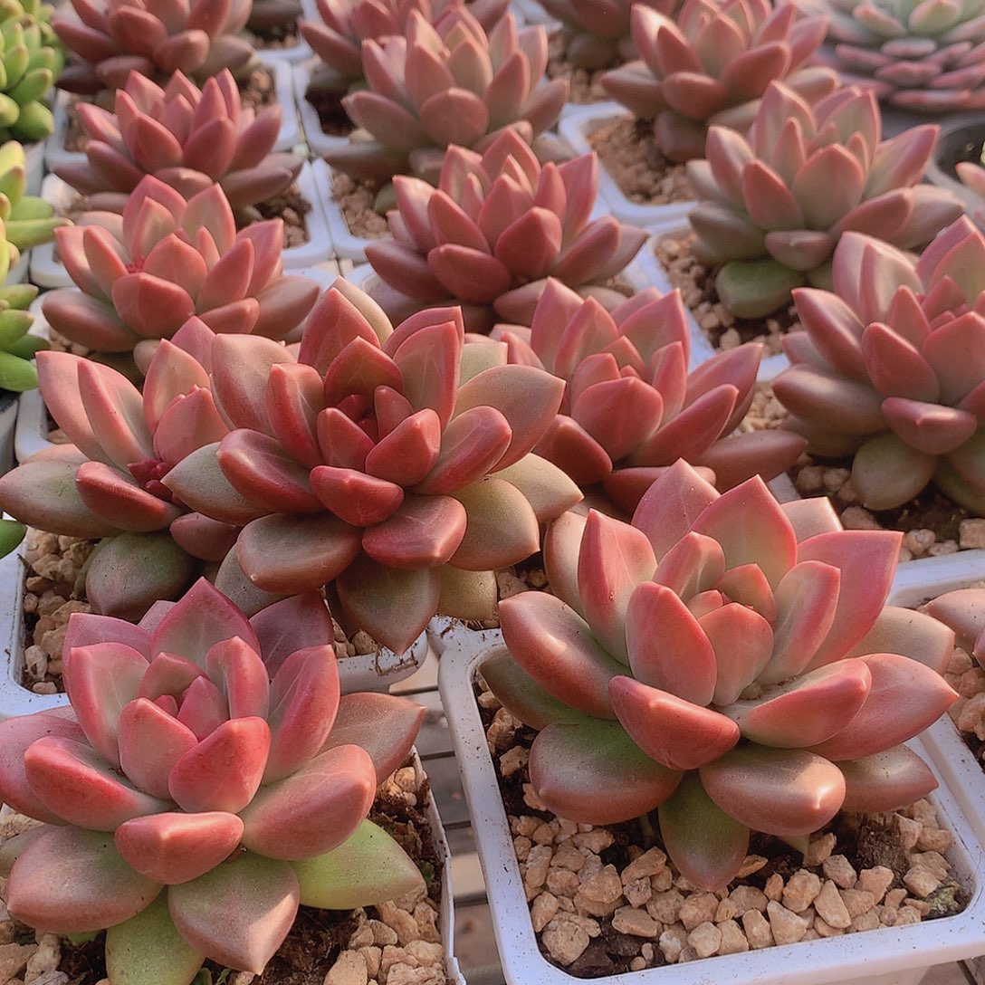 迷雾泡泡35678990000