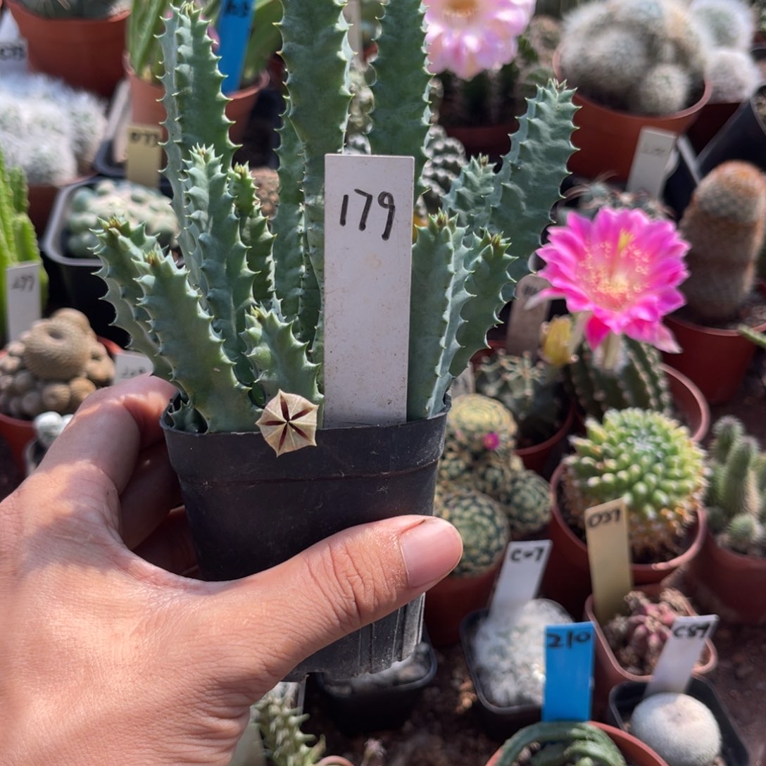 铁***奇多肉植物仙人球开花