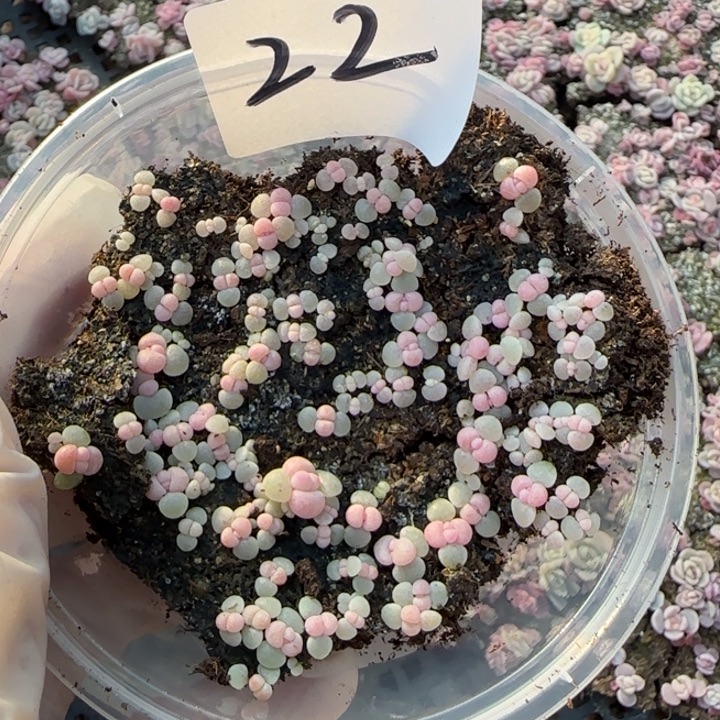 22号彩虹奶一盒量拍保底30颗