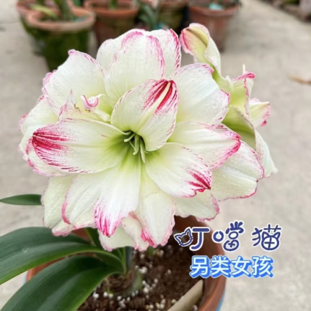朱顶红种球【另类女孩3.5-4厘米左右 1粒】无根叶裸球有下侧痕迹