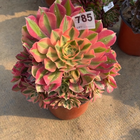 785粉女巫手捧多肉，