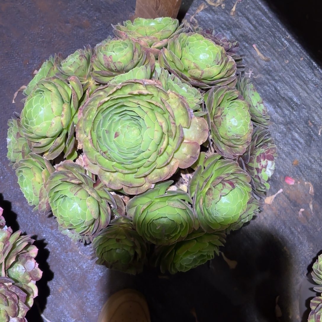 云南多肉植物花月夜