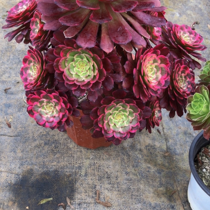 黑金钢多肉188000000000