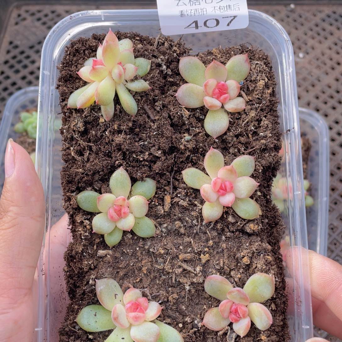 云糖心多肉植物407