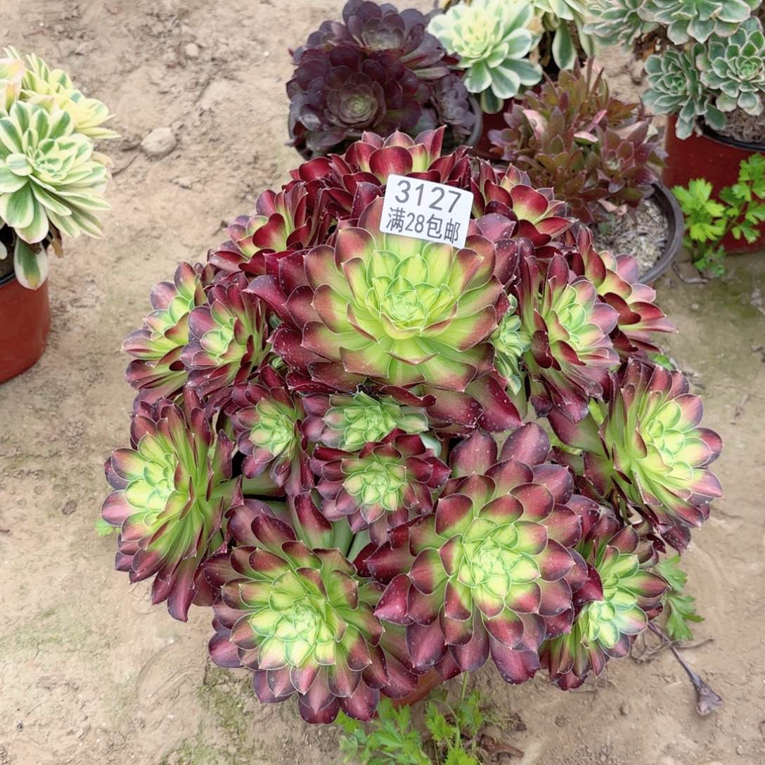 3127韶华多肉11111111