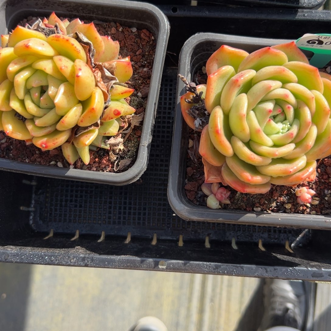 多肉一物一拍0124-108