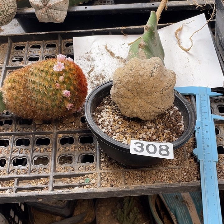 仙人球农白海星308号