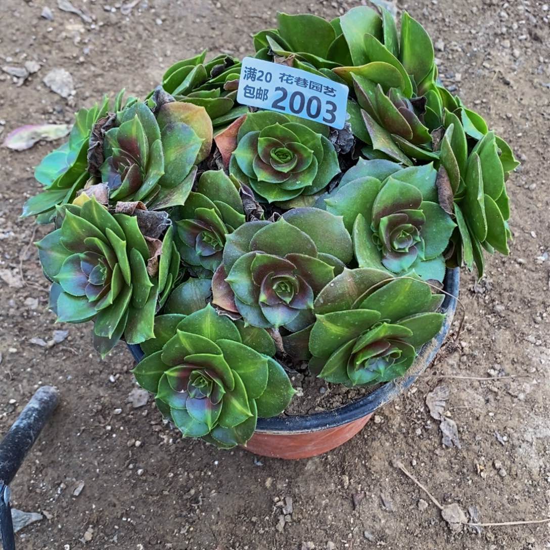 2003 包邮断枝不售后多肉植物