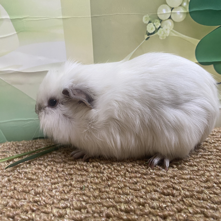 荷兰猪 活物长不大不咬人迷你侏儒适合家庭饲养亲人