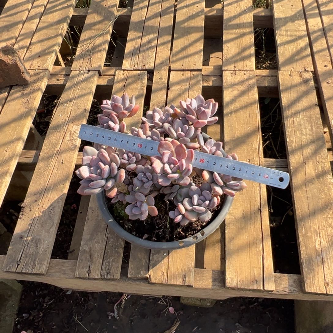 精品灰姑娘老桩裸肉