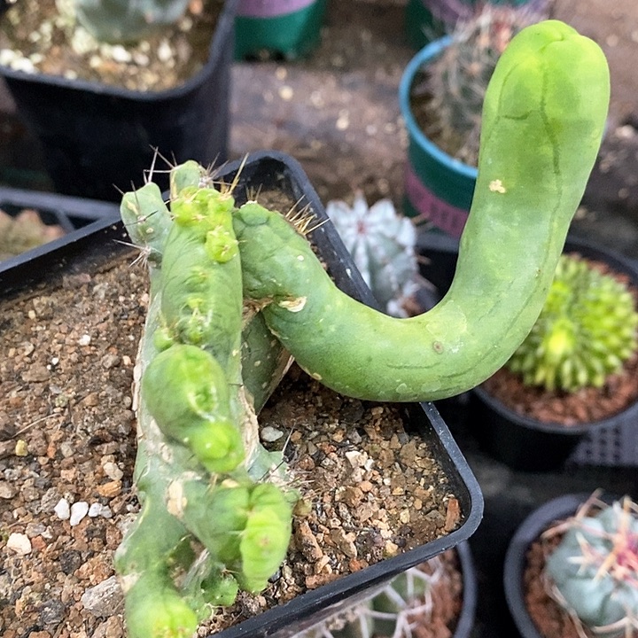 孤品自根程程柱缀化带造型程程柱