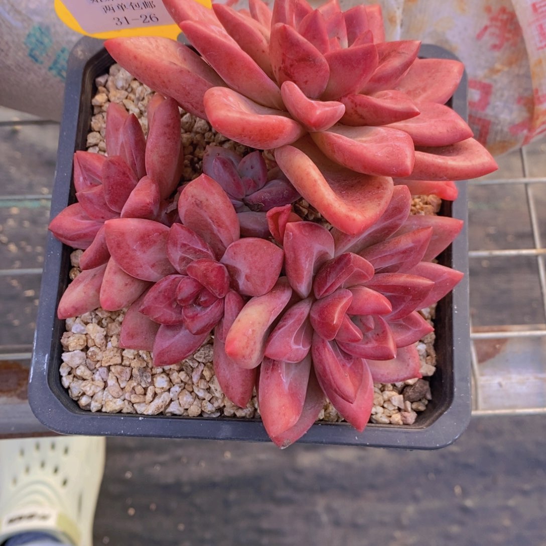 31-26-精品母本赫菲斯托大群一个