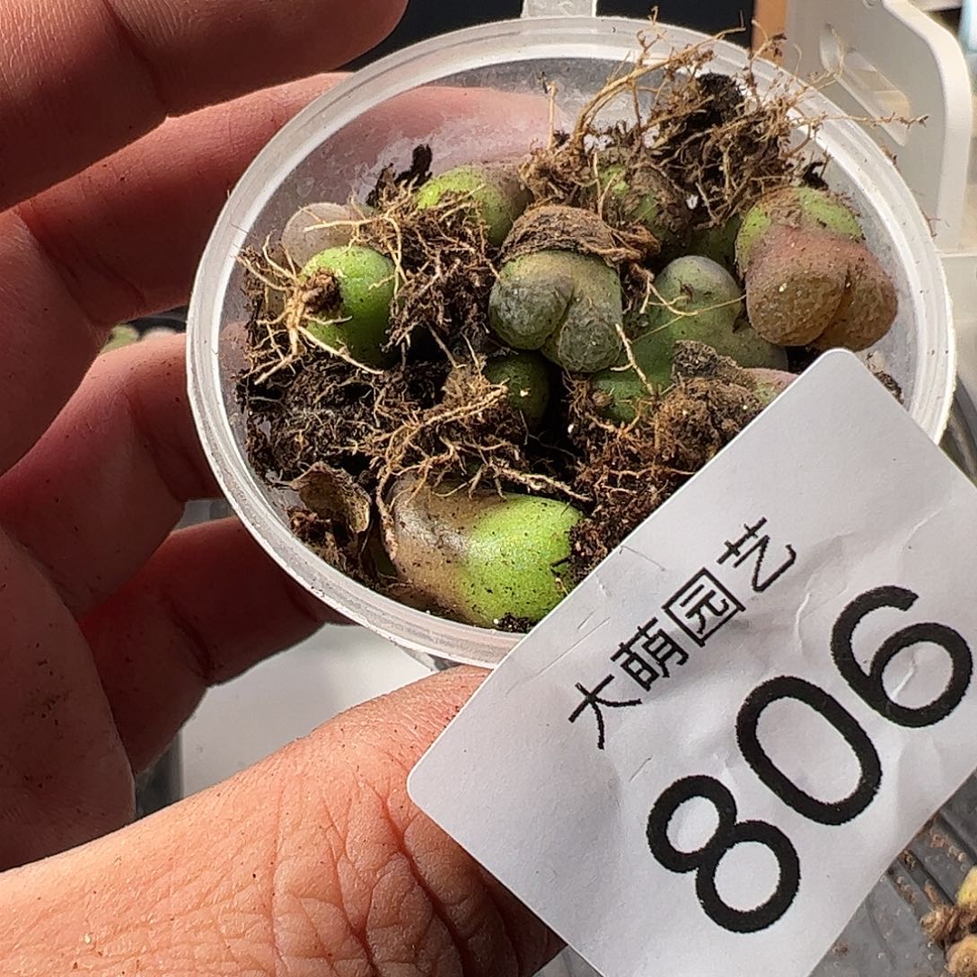 一物一拍。         806
