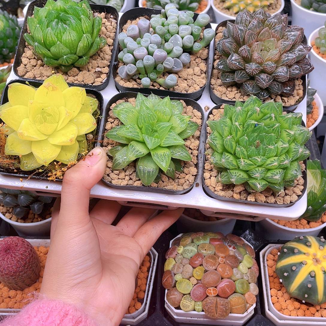 玉露六件套多肉，原盆