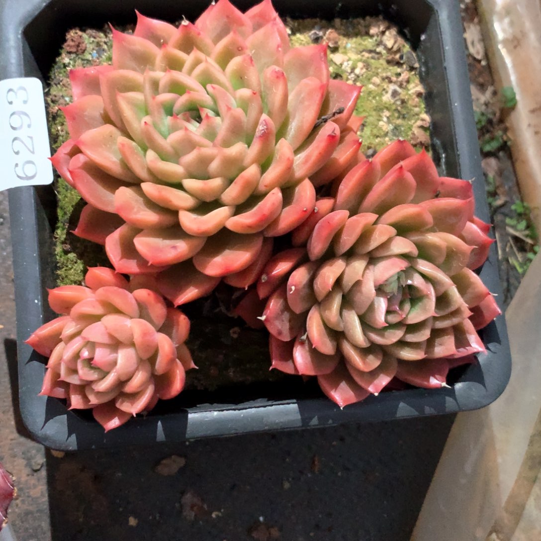 6293不包整散掉头