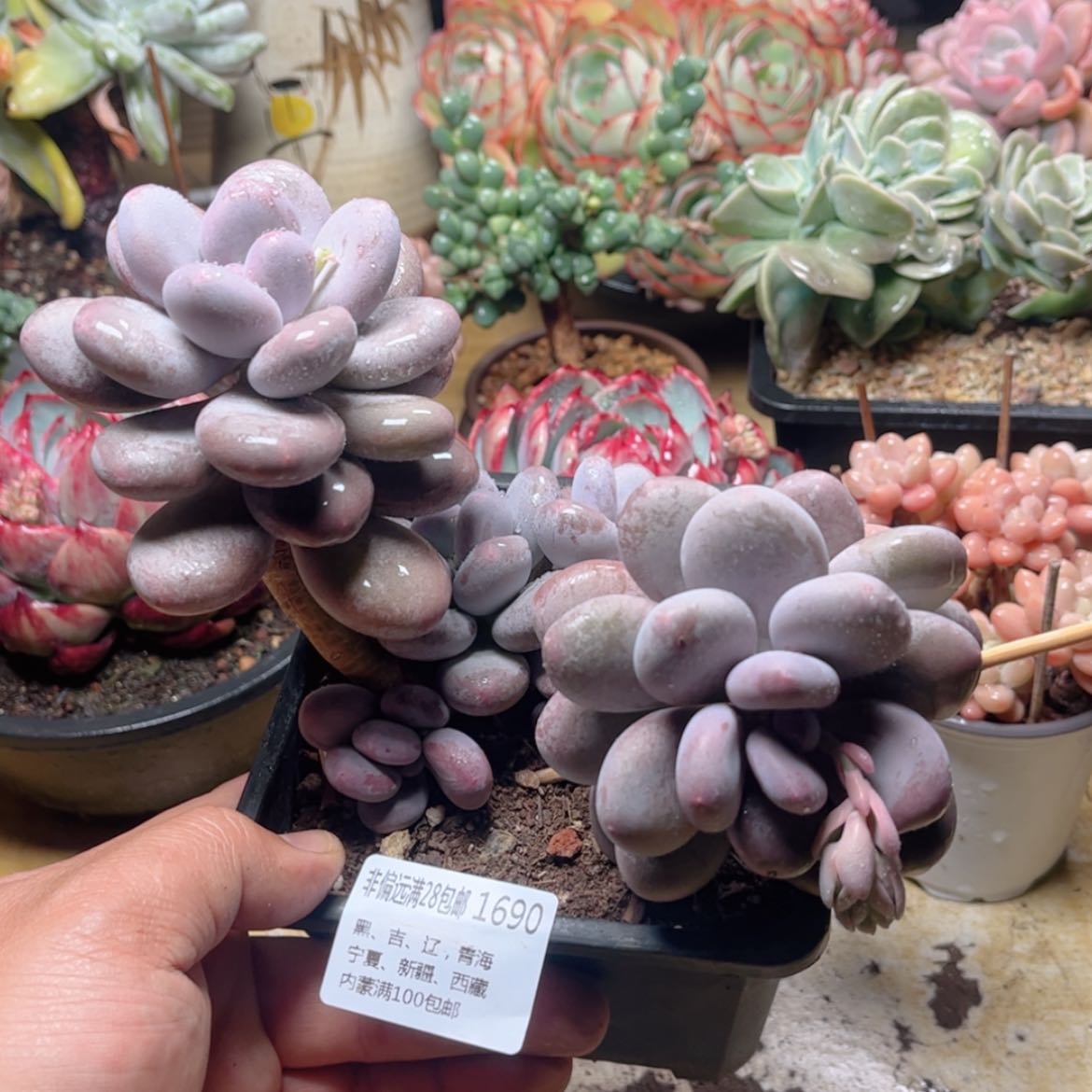 【闪购商品】1690秋美人