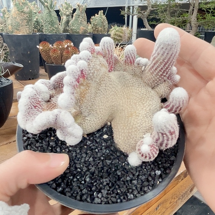 65丽花缀化11.5公分666666666