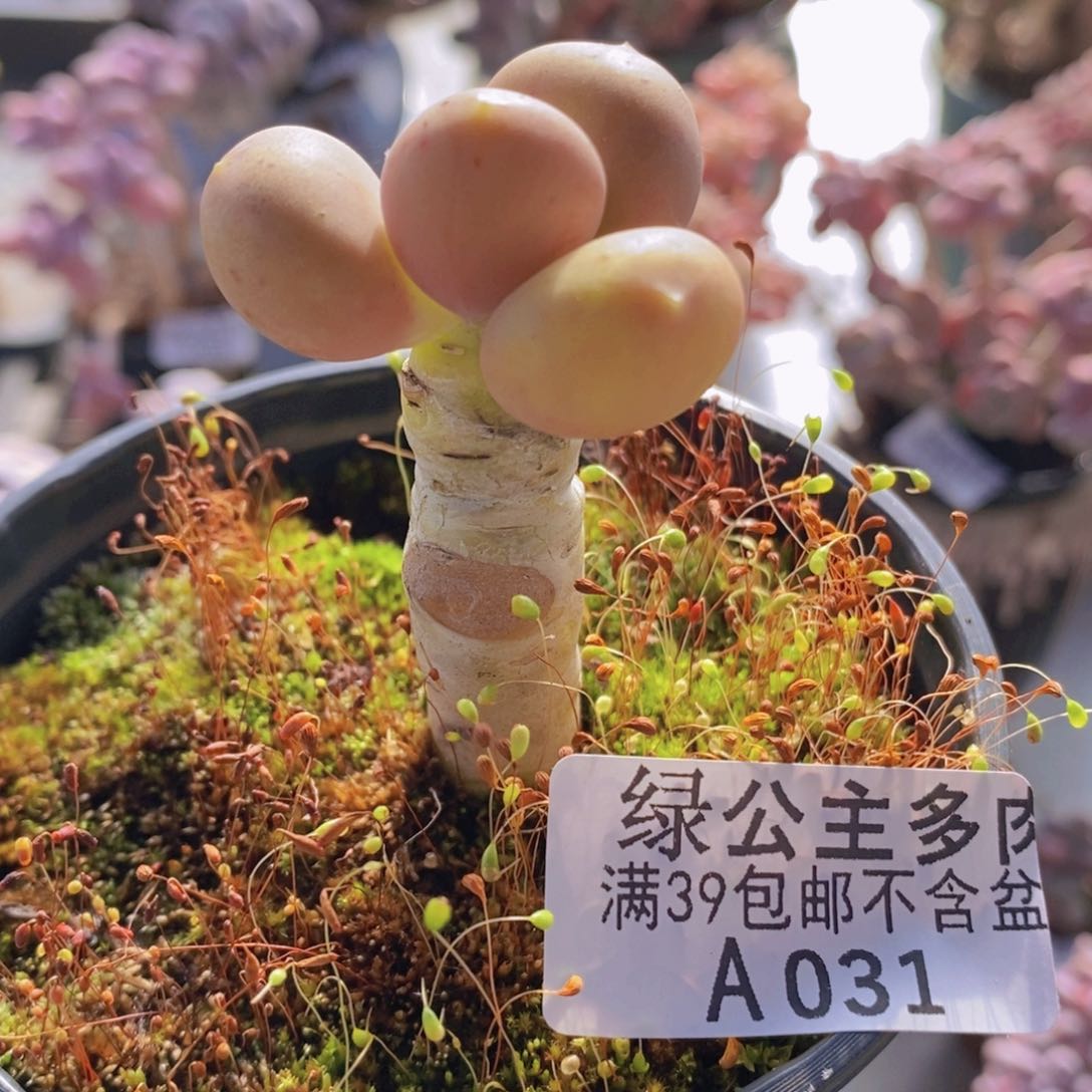 芒果奶老桩单头031多肉植物
