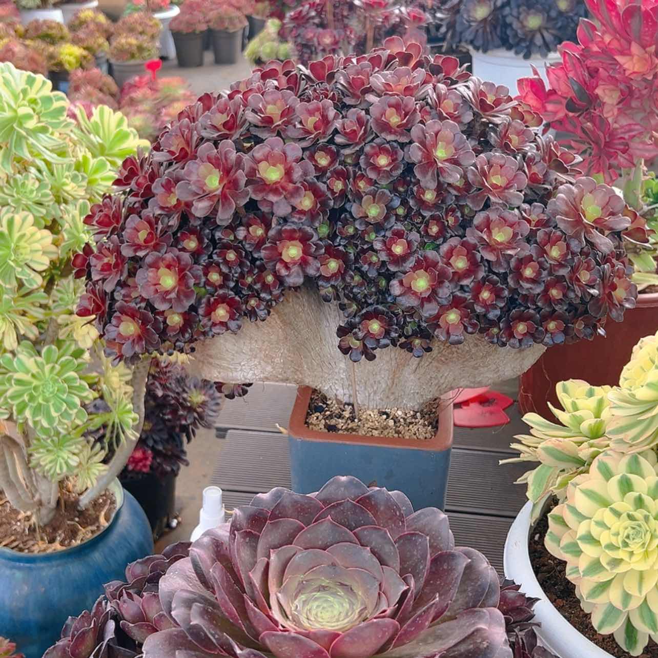 【闪购商品】红陶芸***肉1111111111111