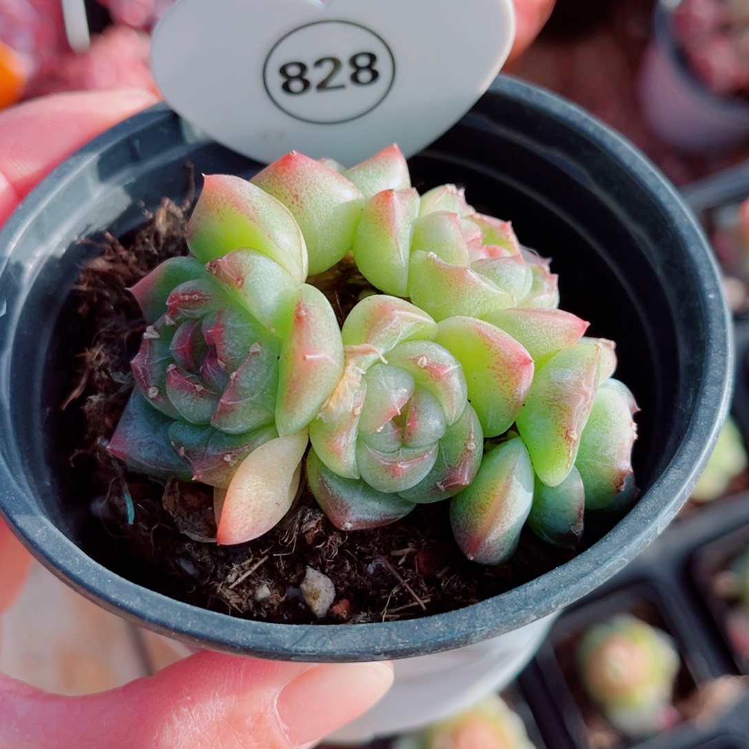 828号小老桩珍妮群