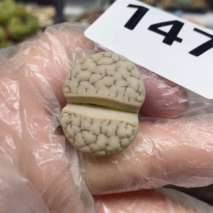 147红纹荒玉母本