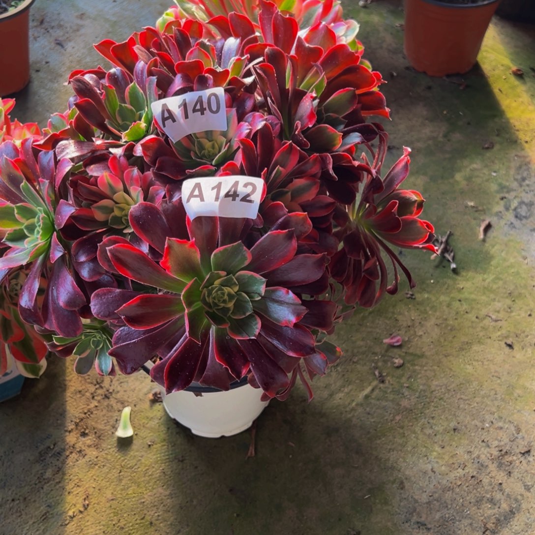 感***遇法师多肉植物美杜莎换金丝雀142.