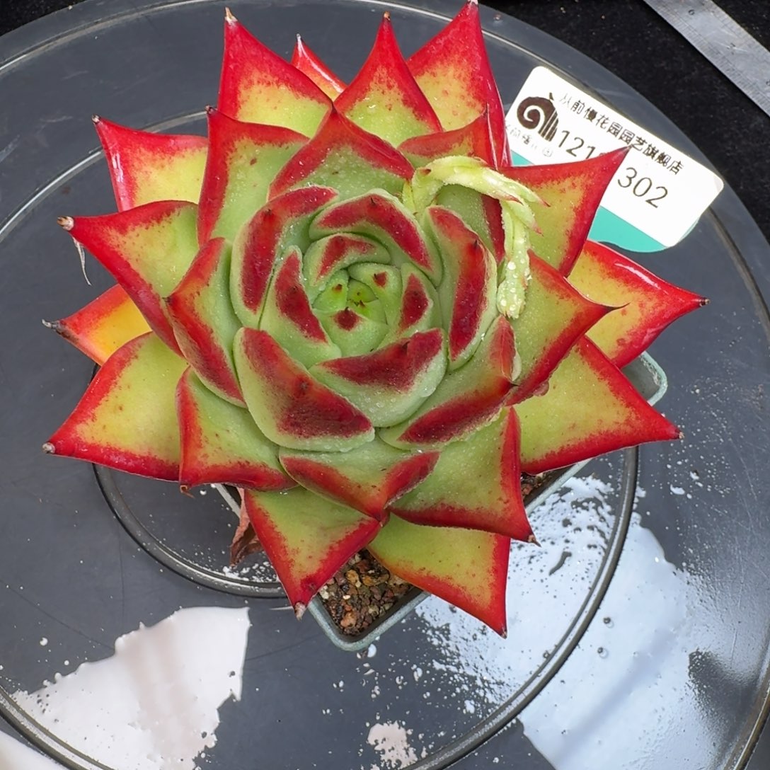 从前慢多肉精选编号1218.302