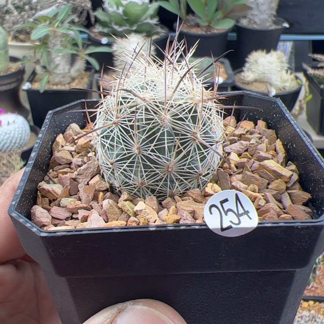 玄袁玉实生一物一拍254