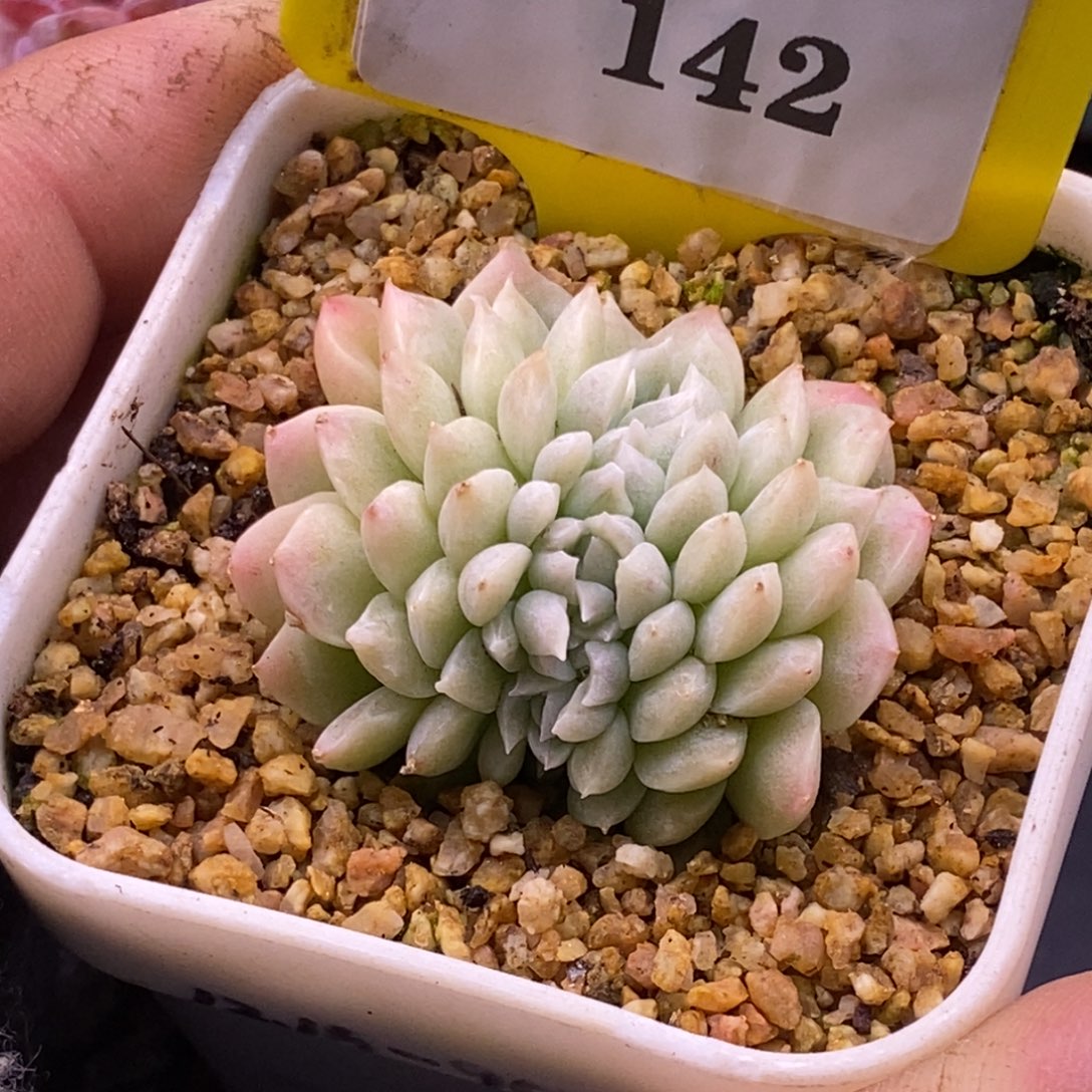 9142奶油缀化多肉…………