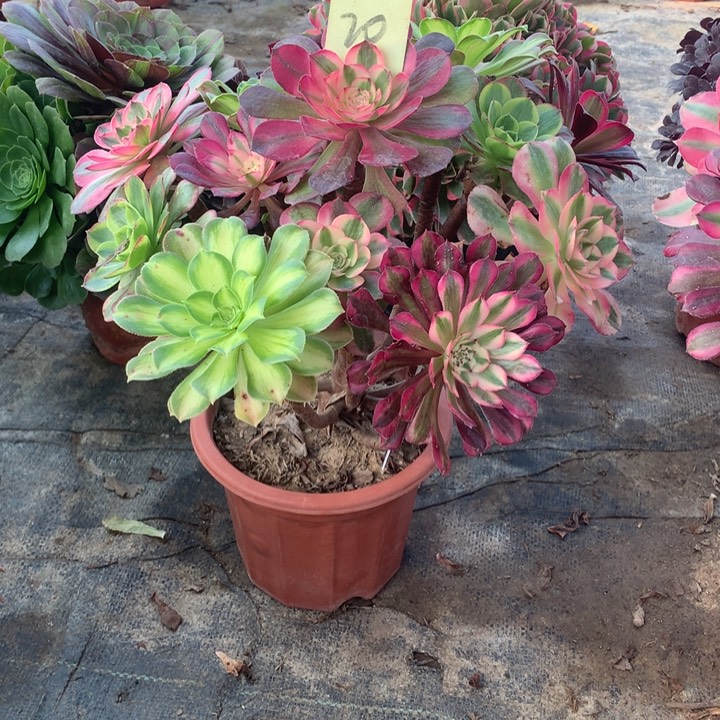 20嫁接多肉一物一拍～