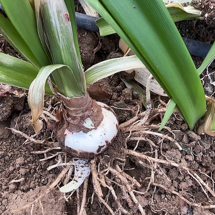 用**朝物华天宝七➕有标包对版