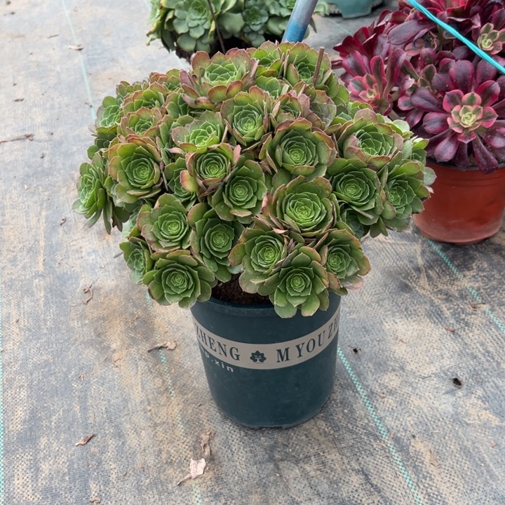 67万圣夜多肉多肉多肉