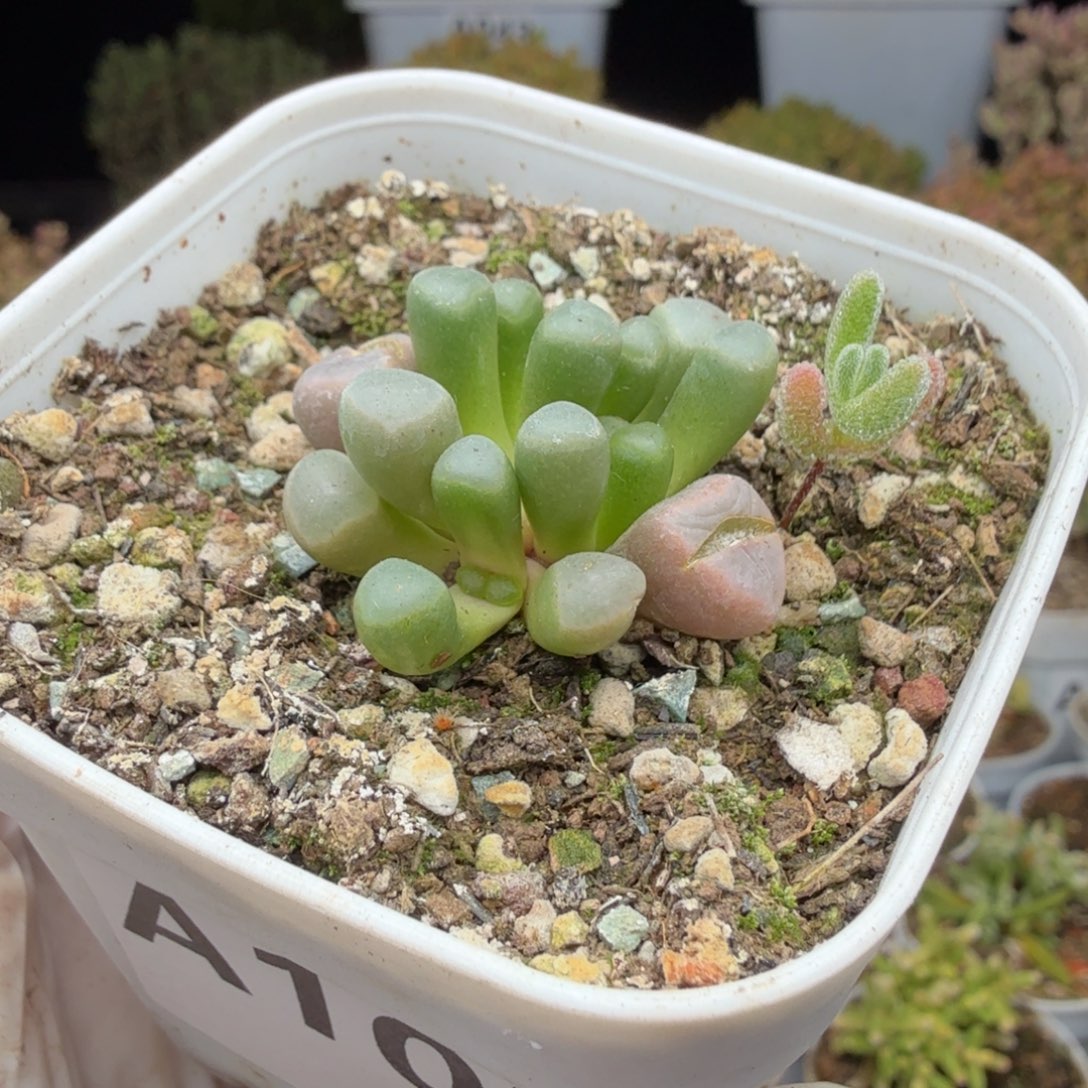 A102五十玲玉锦送实生枝干小苗一颗