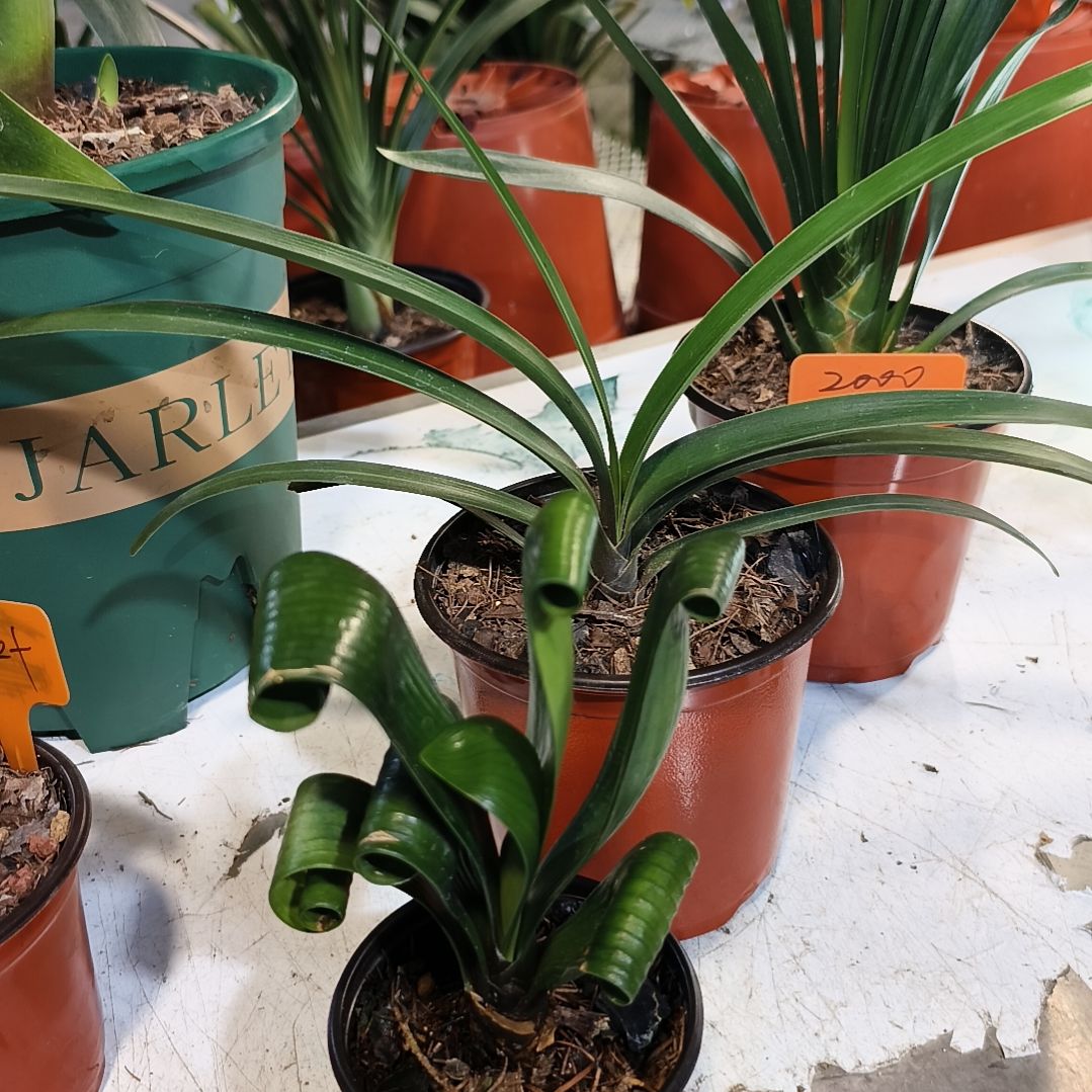 阿****当前无花栽培后可以开花龙须卷小苗一颗残叶特惠