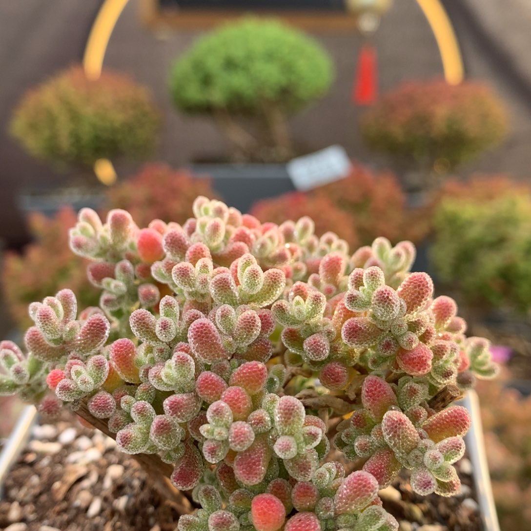 B272实生冰晶枝干番杏