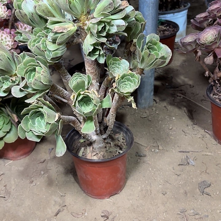 多肉植物法师原始绿9