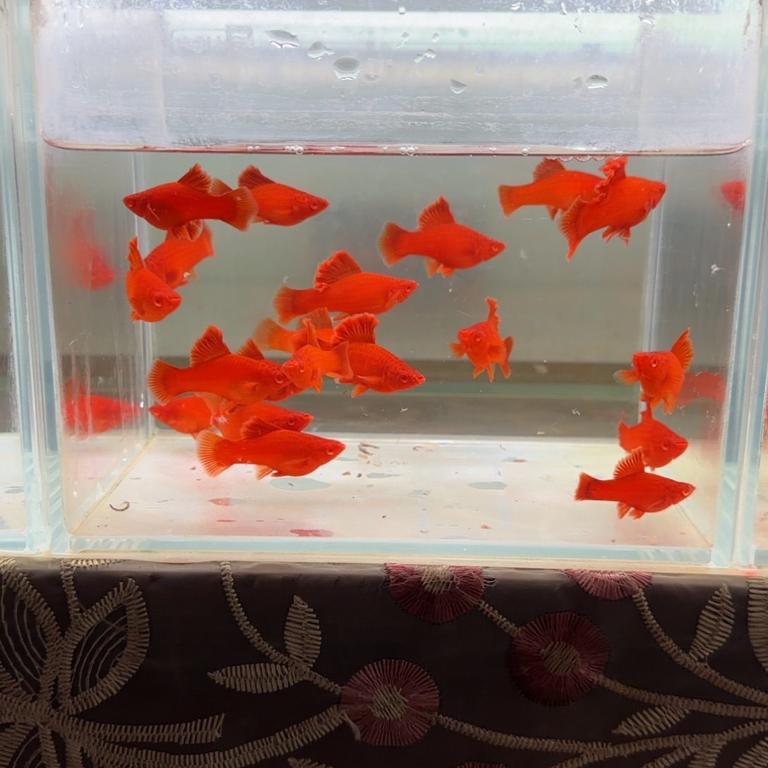 红剑鱼红剑鱼苗子20条