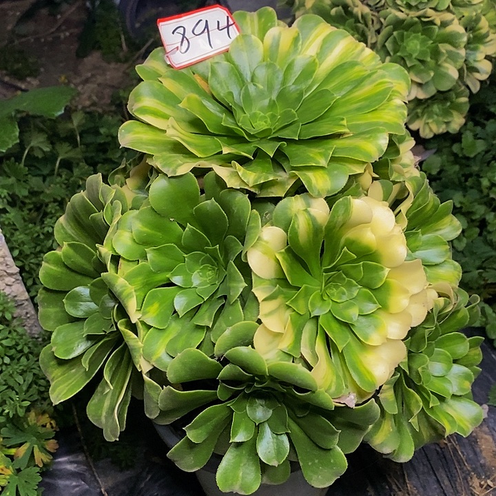 五彩琉璃老桩894号