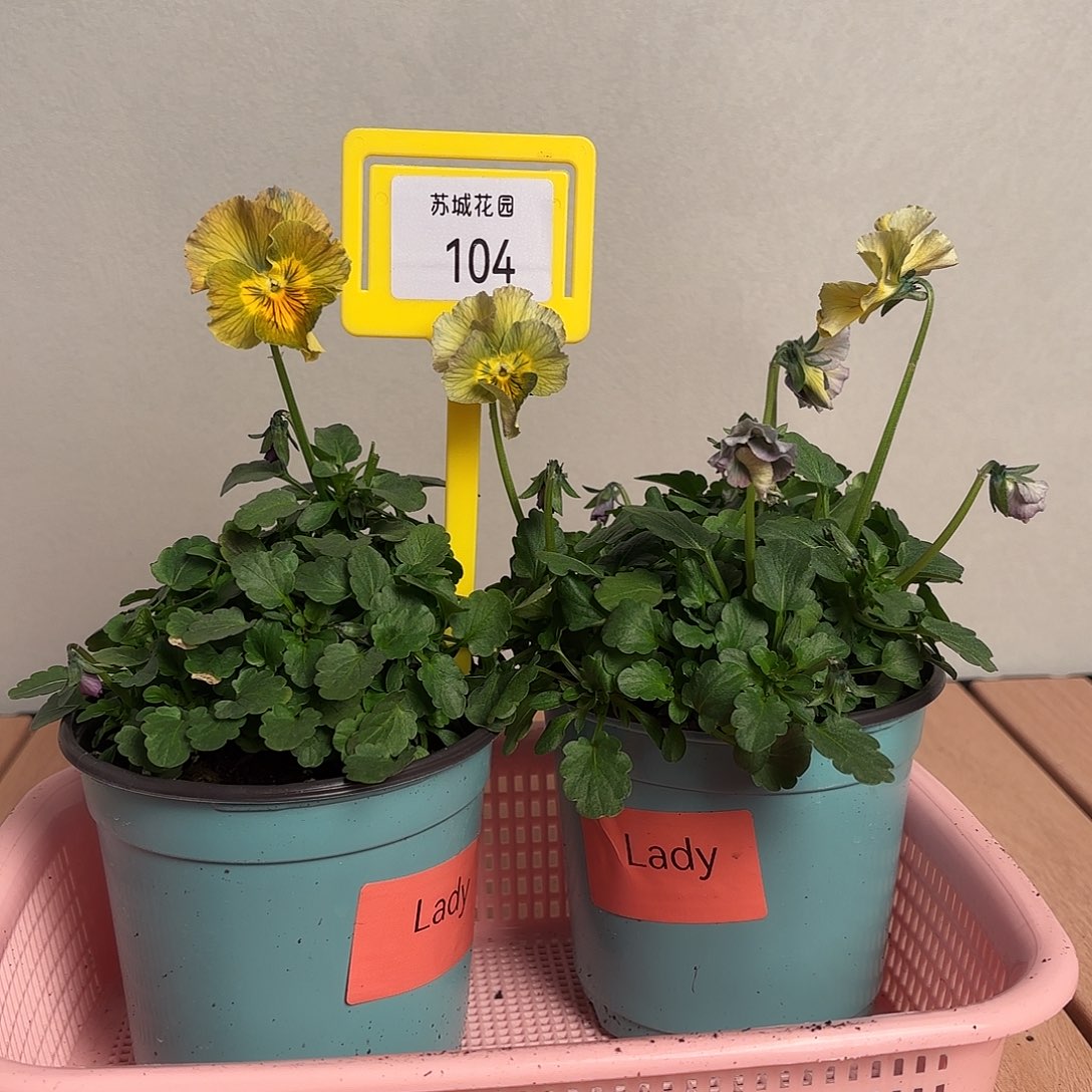 大部分开放少量花苞104