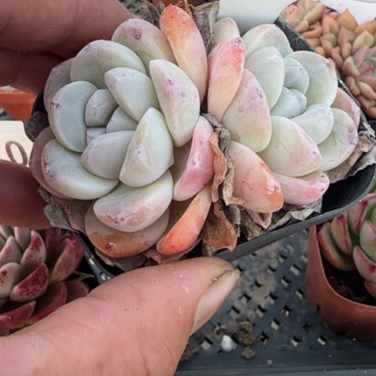 284玉蝴蝶多肉一物一拍