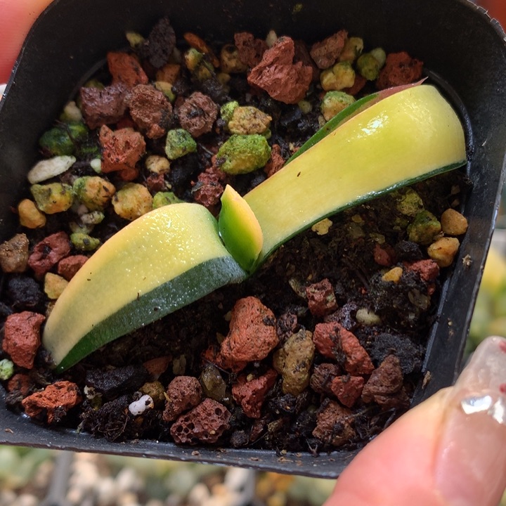 卧牛锦带盆土发货