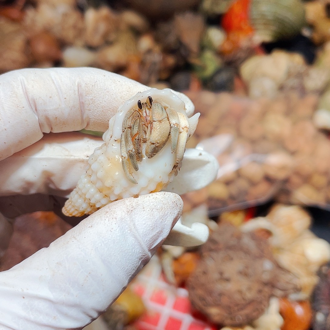 陌派有钳寄居蟹120