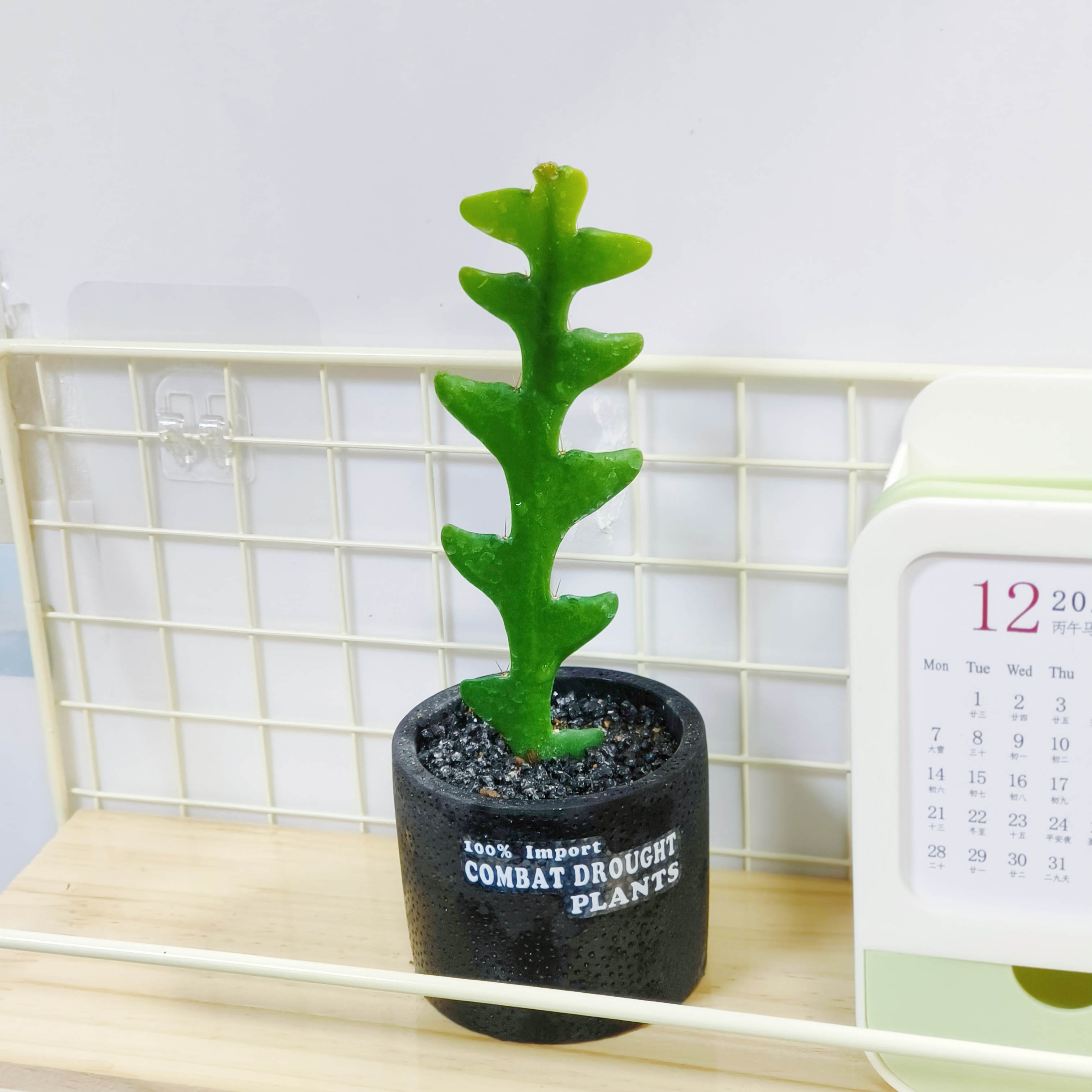 鱼骨令箭昙花稀有多肉植物室内盆栽仙人掌类开花好看