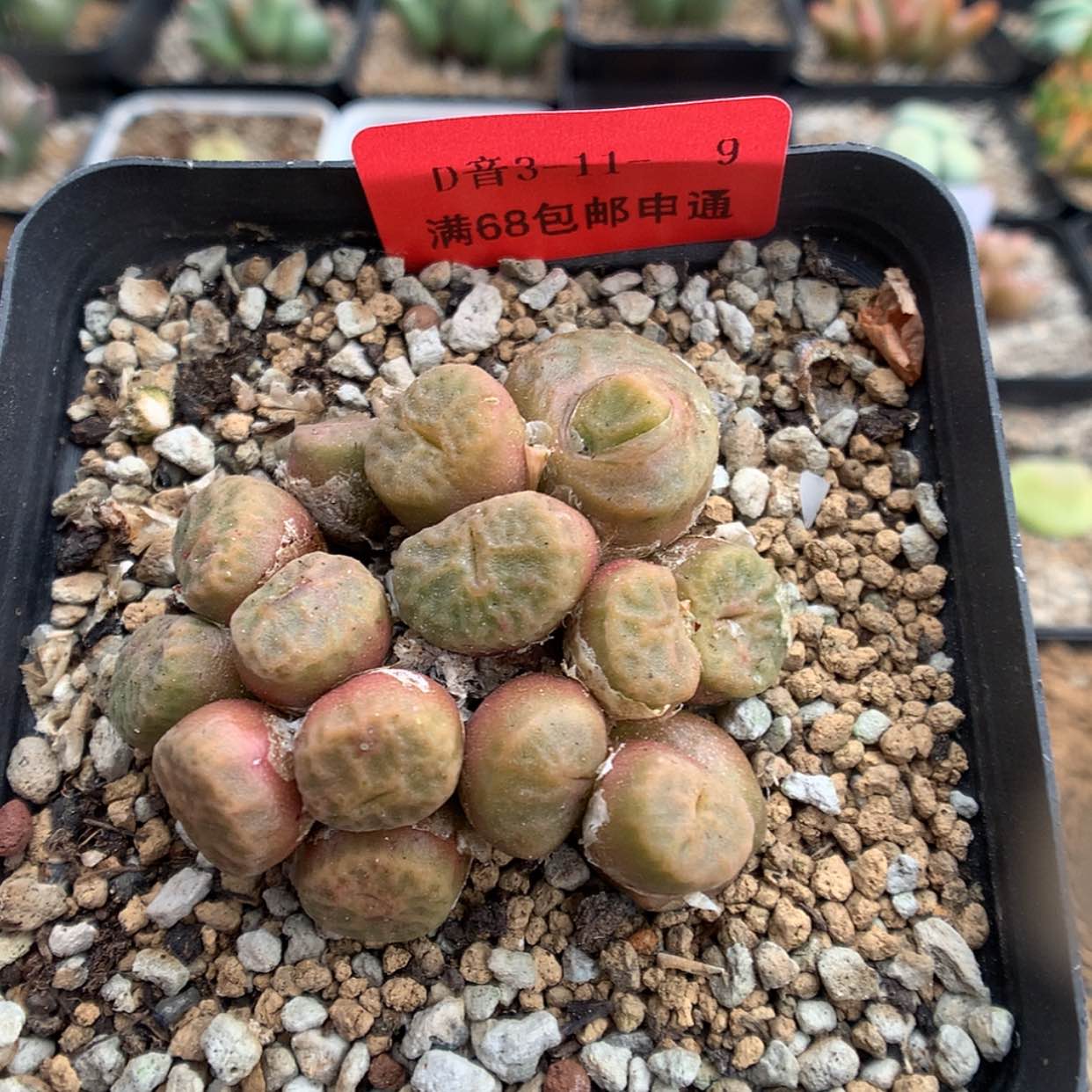 【闪购商品】3-11-9 烧麦一群 35