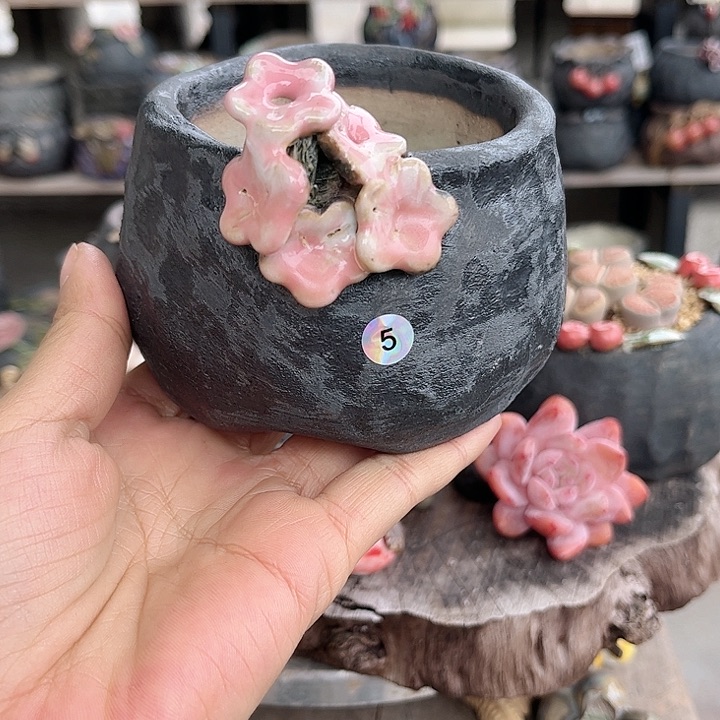 陶哈哈这两个孩子的成长