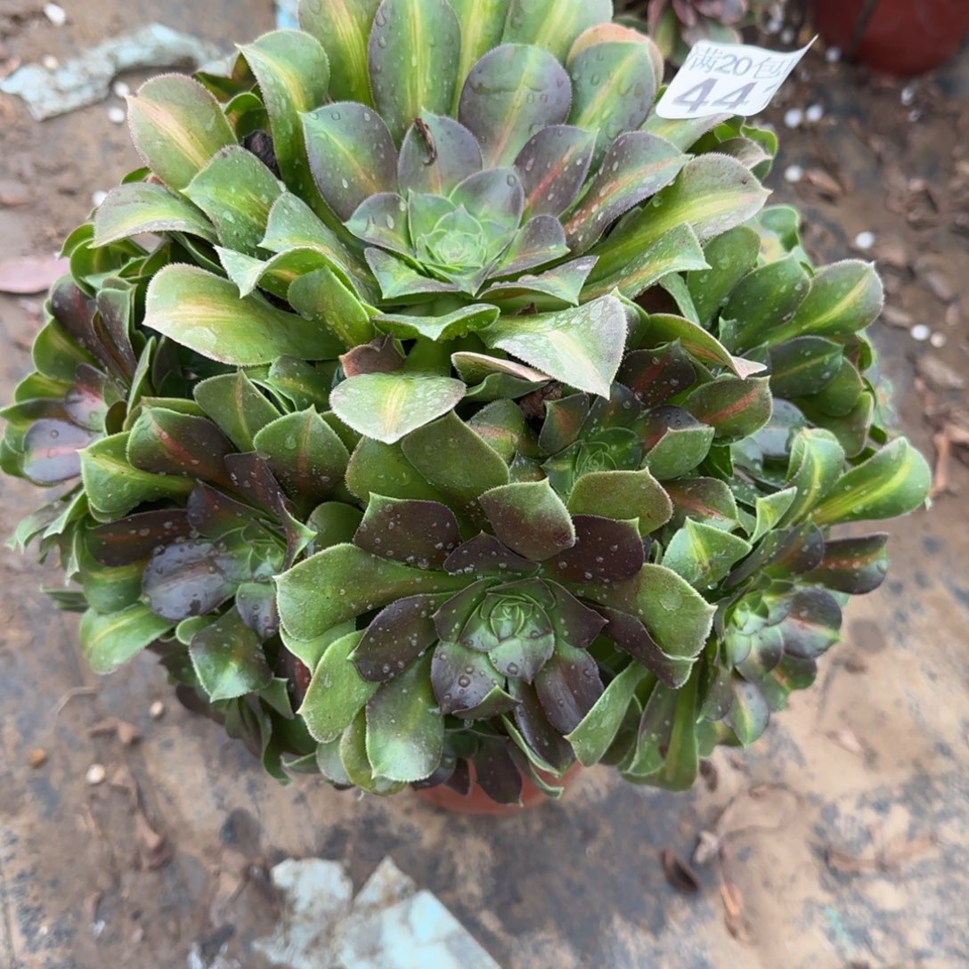 女中441满20包邮断枝不包