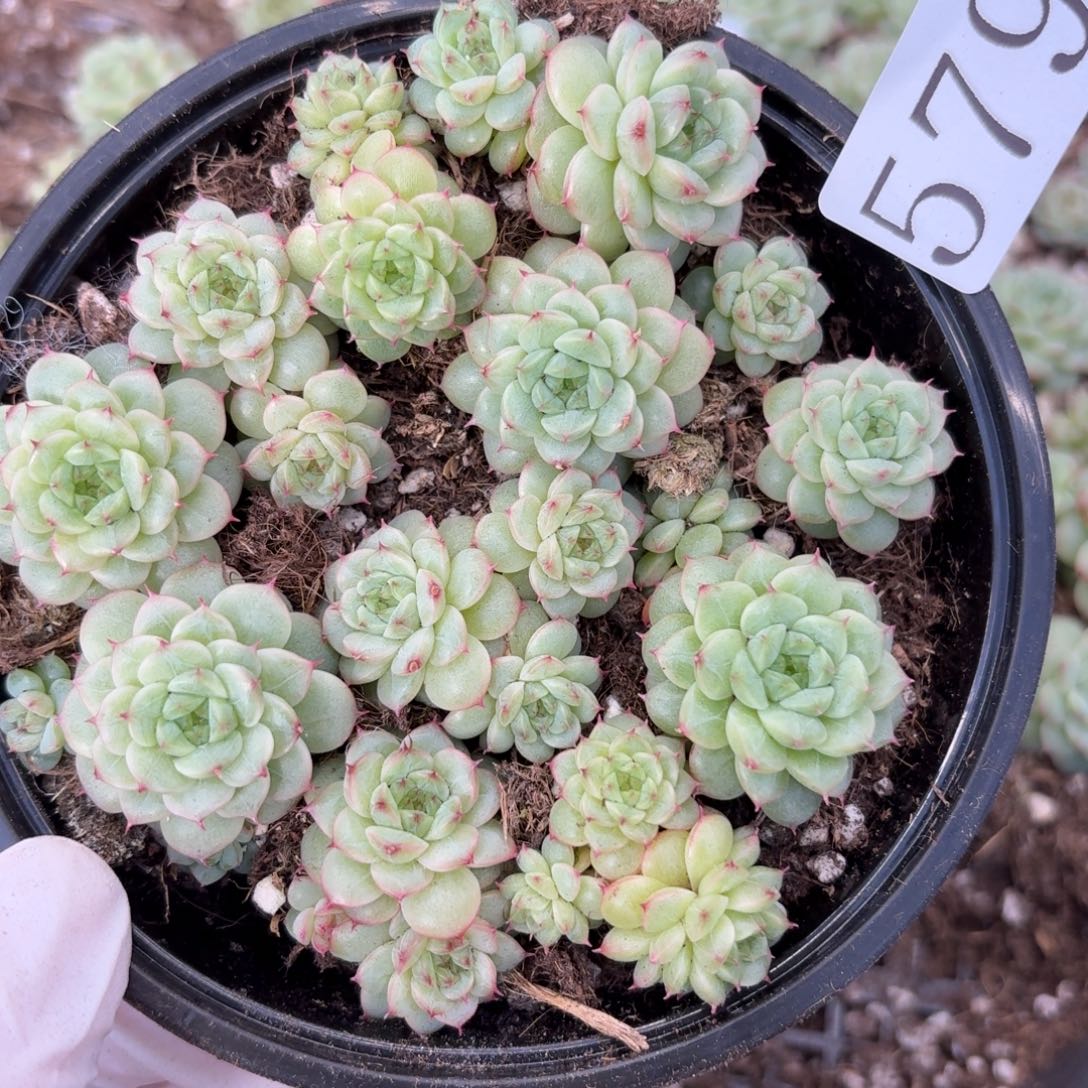 多肉植物多肉植物579